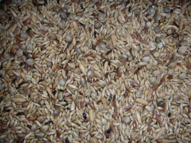 Kanarienfutter