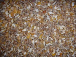 Hühnermischfutter mit Garnelen + Grit