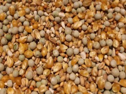 Brieftauben - Aufzuchtfutter