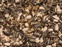 Großsittichfutter G