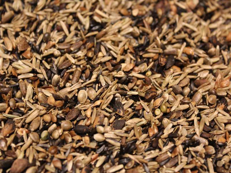 Waldvogelfutter 2