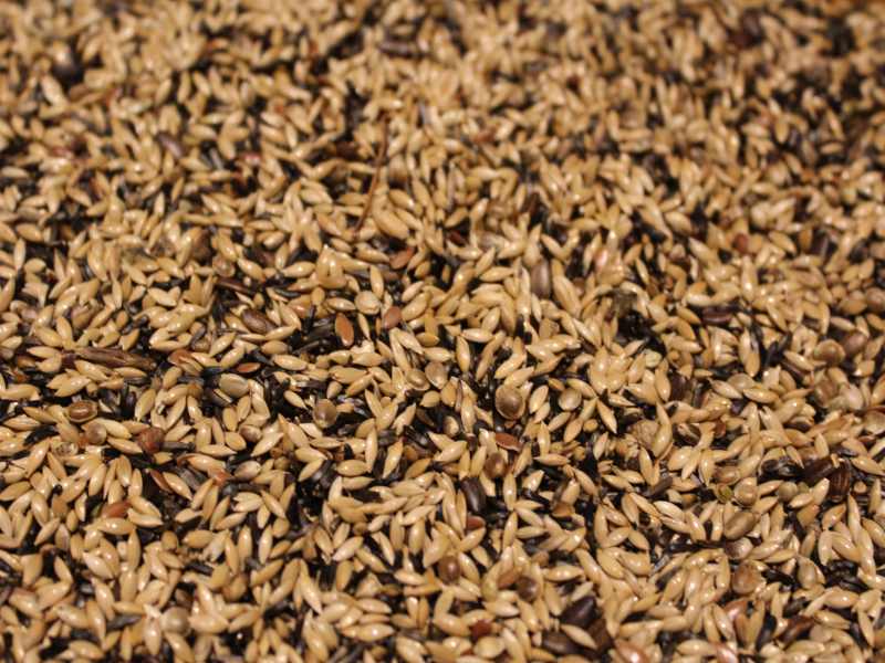 Waldvogelfutter OR