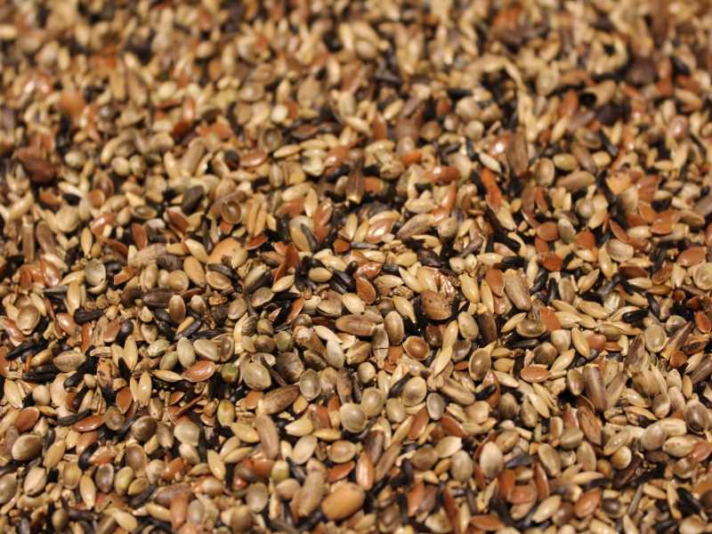 Waldvogelfutter E